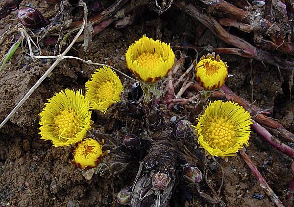 Tussilago farfara