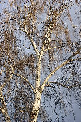 Betula pendula