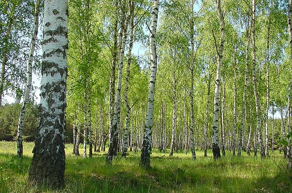 Betula pendula