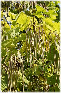 Catalpa bignonioides