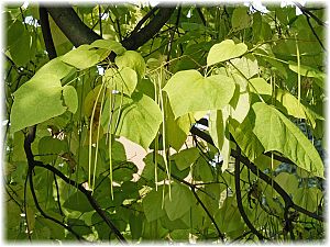 Catalpa bignonioides