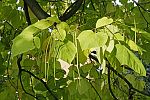 Catalpa bignonioides