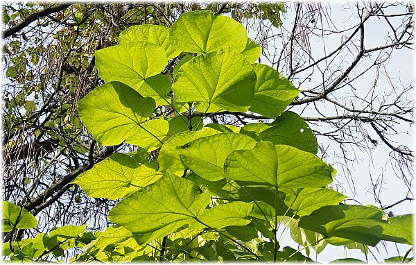 Catalpa bignonioides