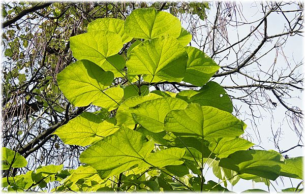 Catalpa bignonioides