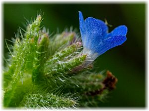 Anchusa arvensis