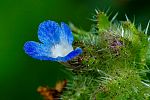 Anchusa arvensis