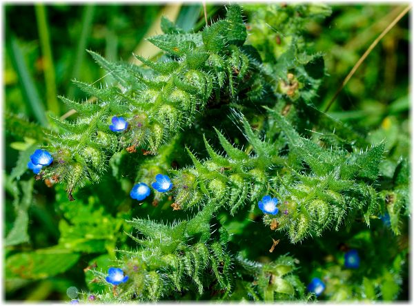 Anchusa arvensis