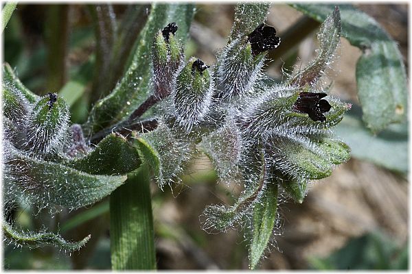 Anchusa aucheri