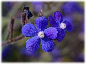 Anchusa azurea