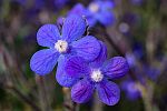 Anchusa azurea