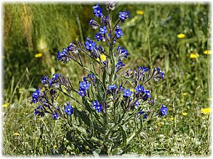 Anchusa italica