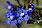 Anchusa italica