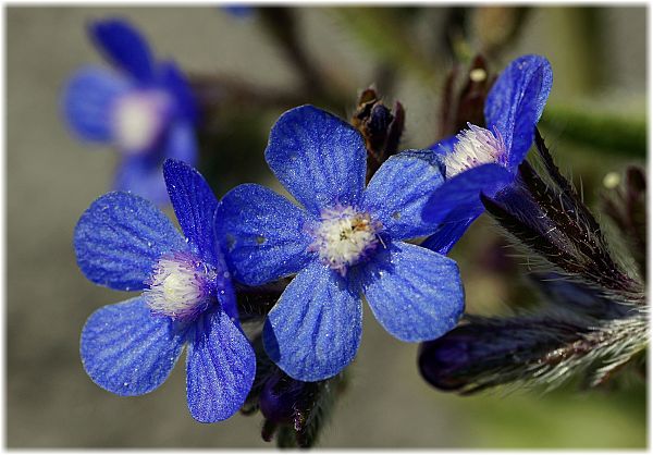 Anchusa italica