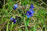 Anchusa officinalis