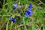 Anchusa officinalis