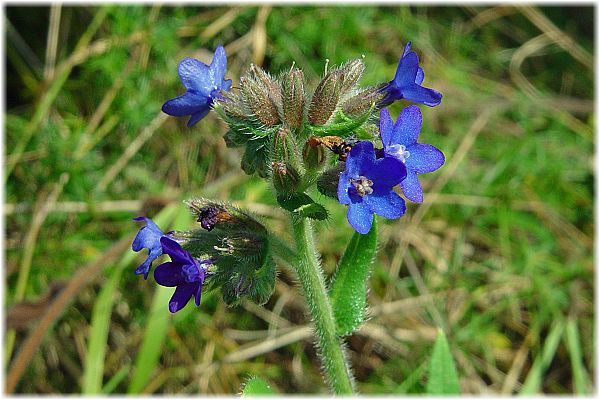 Anchusa officinalis