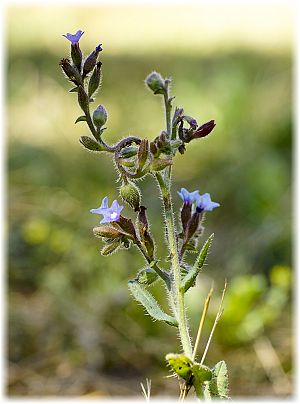 Anchusa undulata ssp hybrida