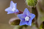 Anchusa undulata