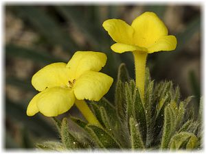 Arnebia densiflora