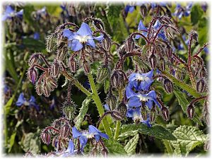 Borago officinalis