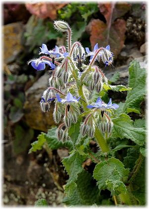 Borago officinalis