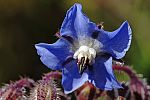 Borago officinalis