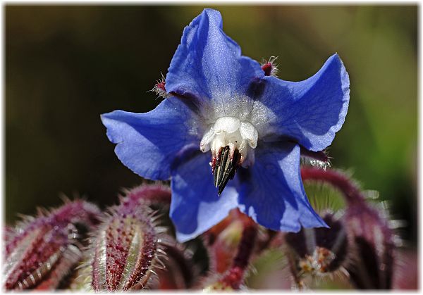 Borago officinalis