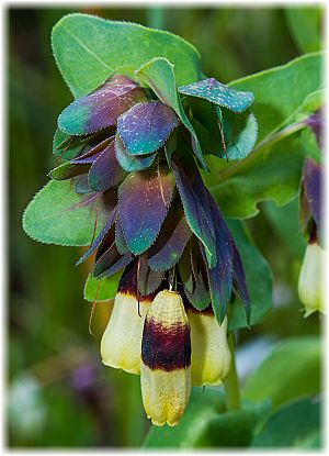 Cerinthe major