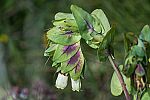 Cerinthe major