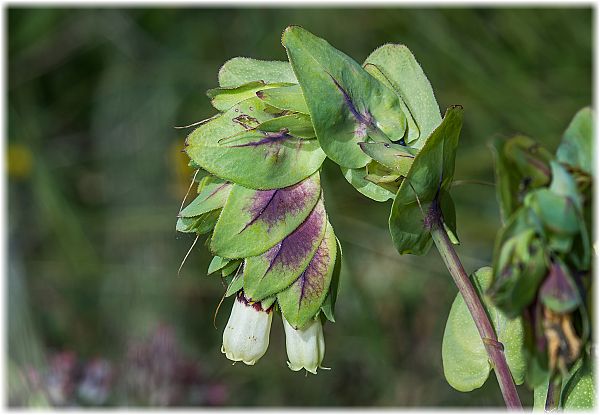 Cerinthe major