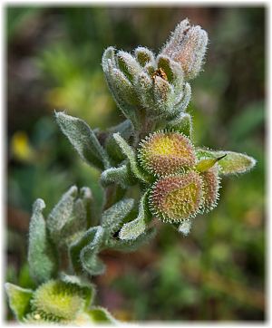 Cynoglossum cheirifolium