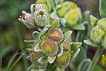 Cynoglossum cheirifolium