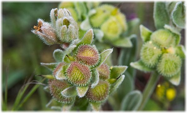 Cynoglossum cheirifolium