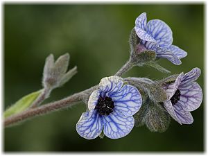 Cynoglossum creticum