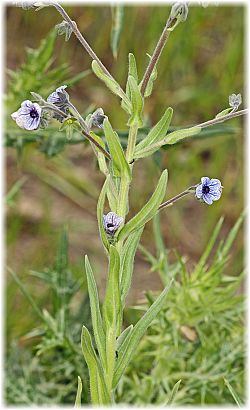 Cynoglossum creticum