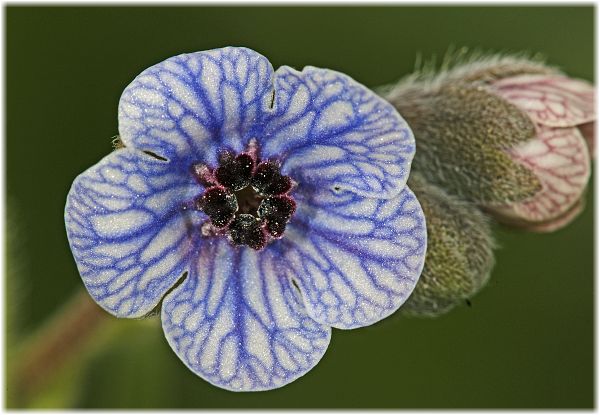 Cynoglossum creticum