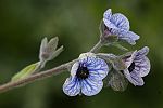 Cynoglossum creticum