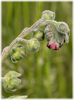 Cynoglossum officinale