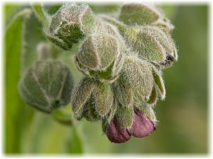 Cynoglossum officinale