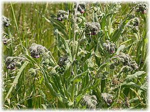 Cynoglossum officinale