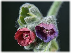 Cynoglossum officinale