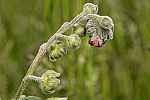 Cynoglossum officinale