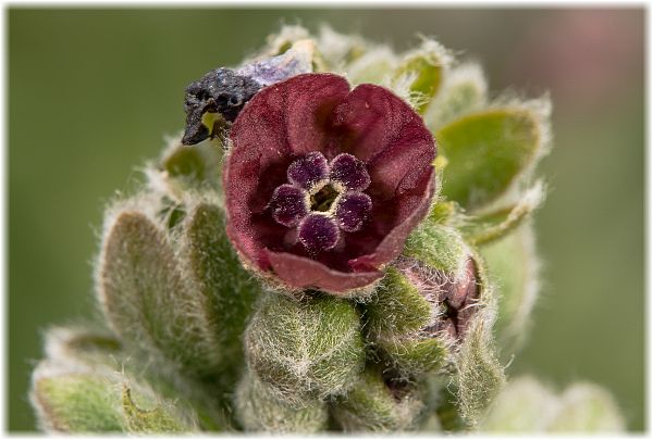 Cynoglossum officinale