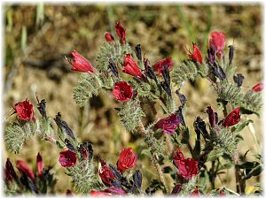 Echium angustifolium