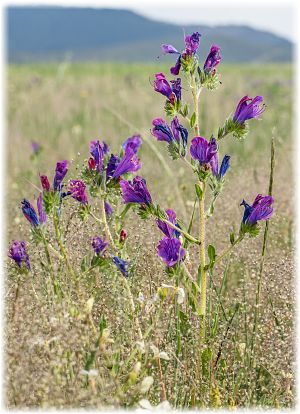 Echium plantagineum