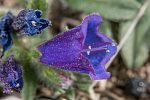 Echium sabulicola