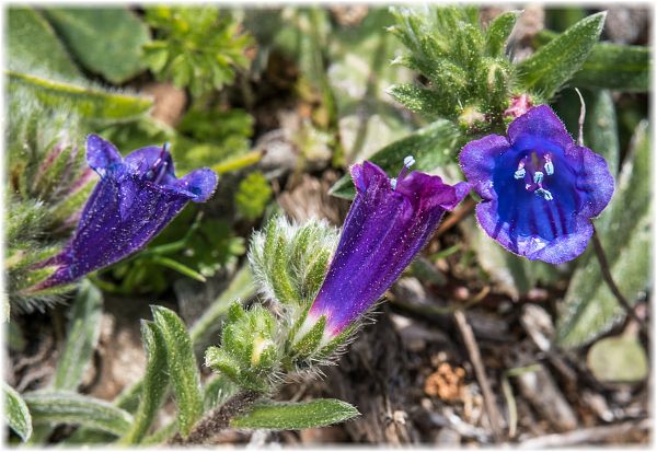 Echium sabulicola