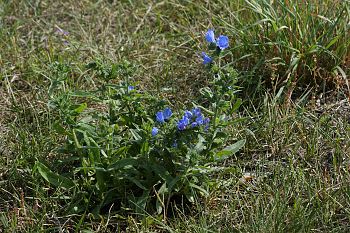 Echium vulgare