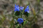 Echium vulgare