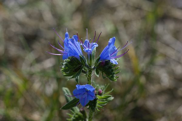 Echium vulgare